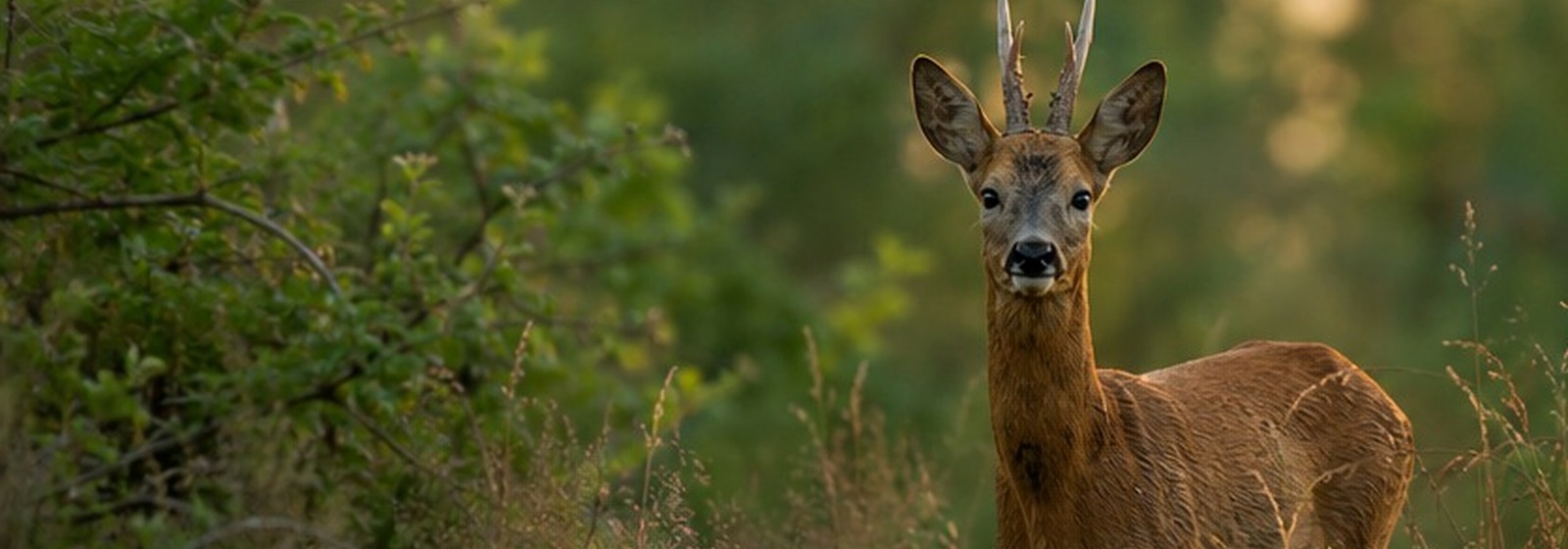 Wildtier in der Natur